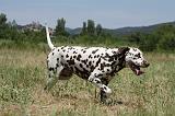 DALMATIEN 344